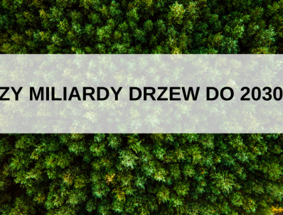 drzewa