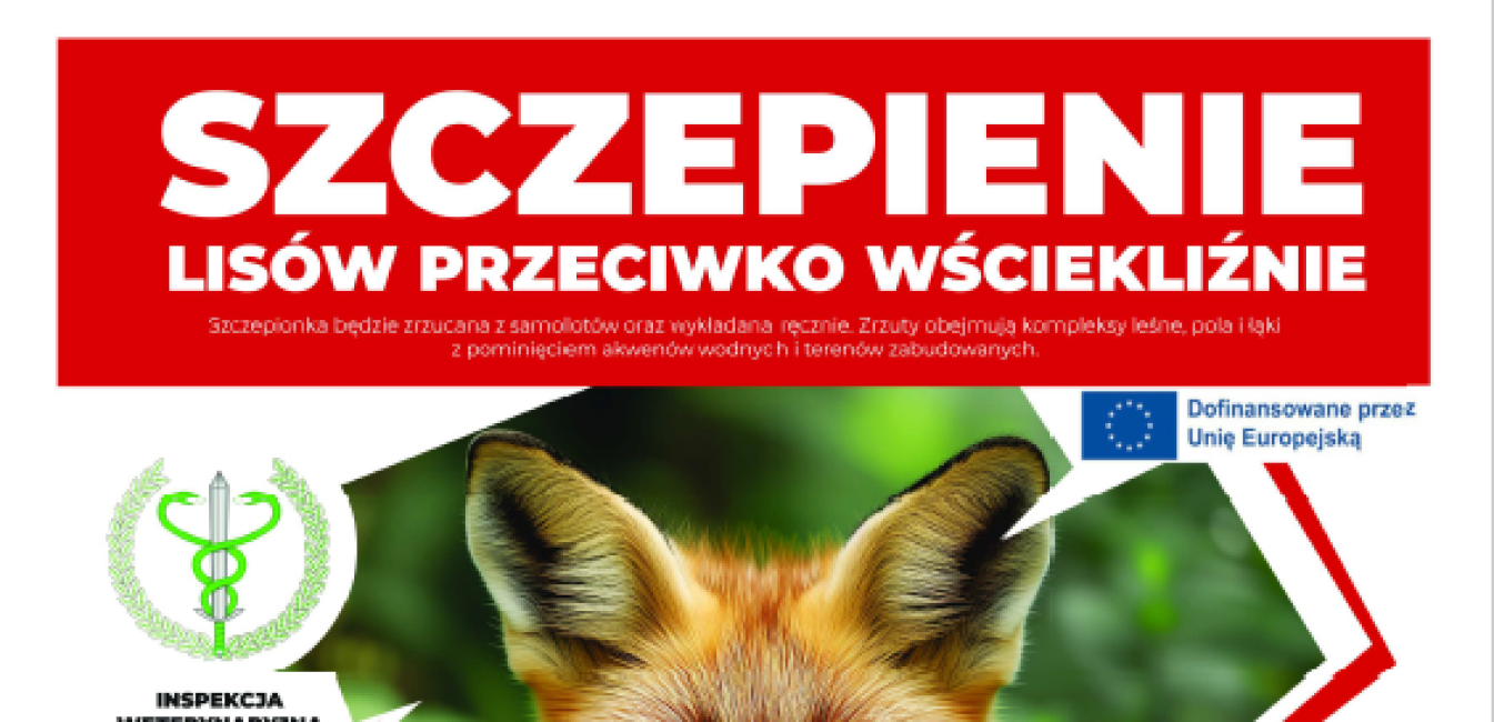 Szczepienie lisów przeciwko wściekliźnie na Mazowszu